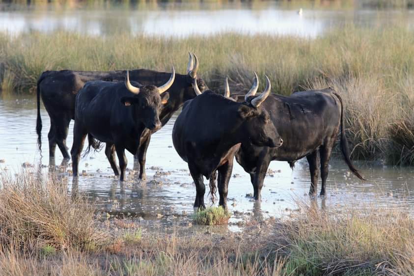 Manade Saint Louis - Mas de la Paix
